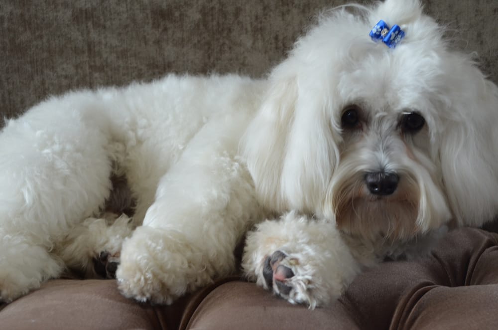 Raising Canine Dog Daycare