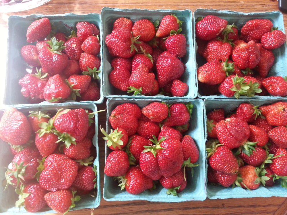 Honey Brook Organic Farm 14 Photos & 12 Reviews CSA 260 Wargo Rd