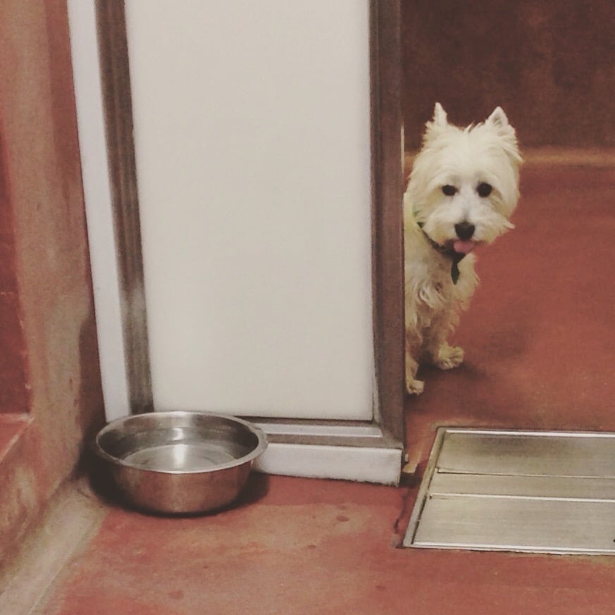 Battersea Dogs Home Address Battersea Dogs Home Address