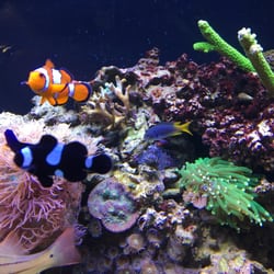 pisces reef fish emporium