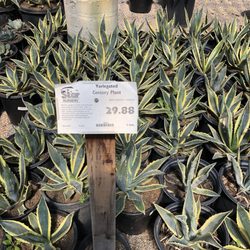 Star Nursery 53 Photos 34 Reviews Nurseries Gardening 8170 Photo Of Star Nursery Las Vegas Nv United States Love Prices