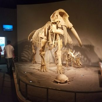 Denver Museum of Nature & Science - 888 Photos & 402 Reviews - Cinema