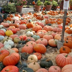 The Best 10 Nurseries Gardening In Sunol Ca Last Updated Alden Lane Nursery