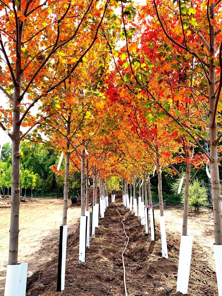 Landmark Nursery & Landscaping