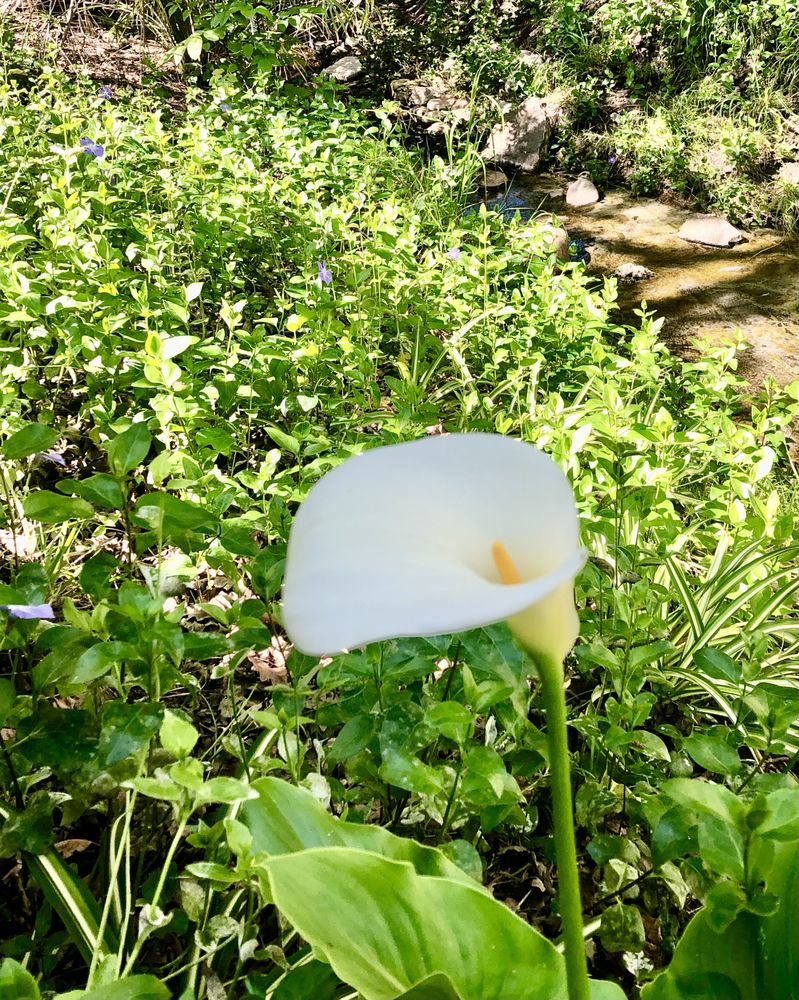 image of business Nancy J Yee, DDS