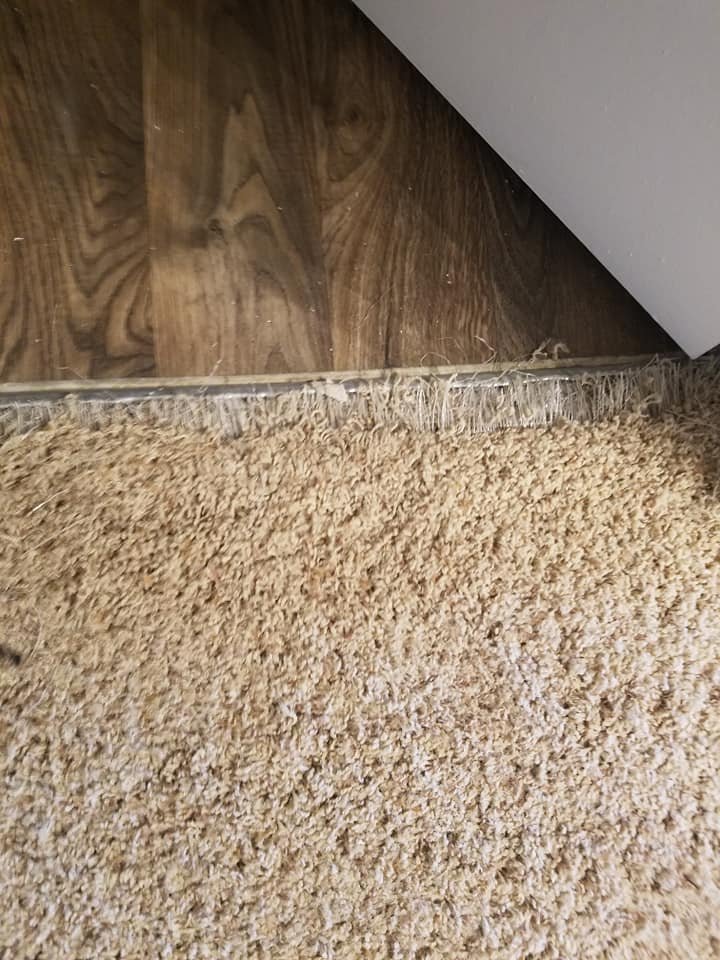 All Star Carpet Cleaning and Restoration