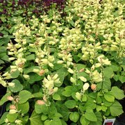 Photo Of Frank Otte Nursery \u0026 Garden Center - Louisville, KY, United States. Louisville Ky I garden center louisville ky. Photo Of Frank Otte Nursery \u0026 Garden Center - Louisville, KY, United States. Louisville Ky I