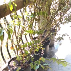 Doug Young Nursery Nurseries Gardening 29 Roberts Rd Forest Photo Of Doug Young Nursery Forest Hill La United States