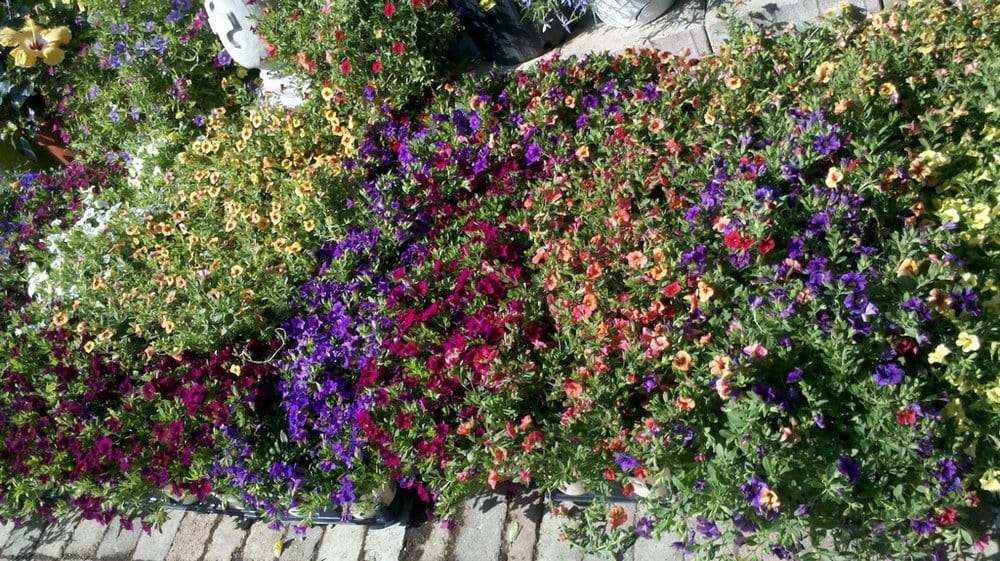 Photos for Ruibal�s Plants of Texas Yelp