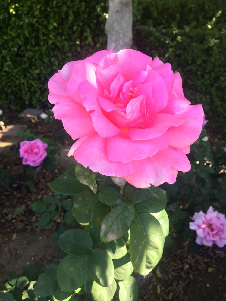 The Gardens of the World 325 Photos & 83 Reviews Botanical Garden