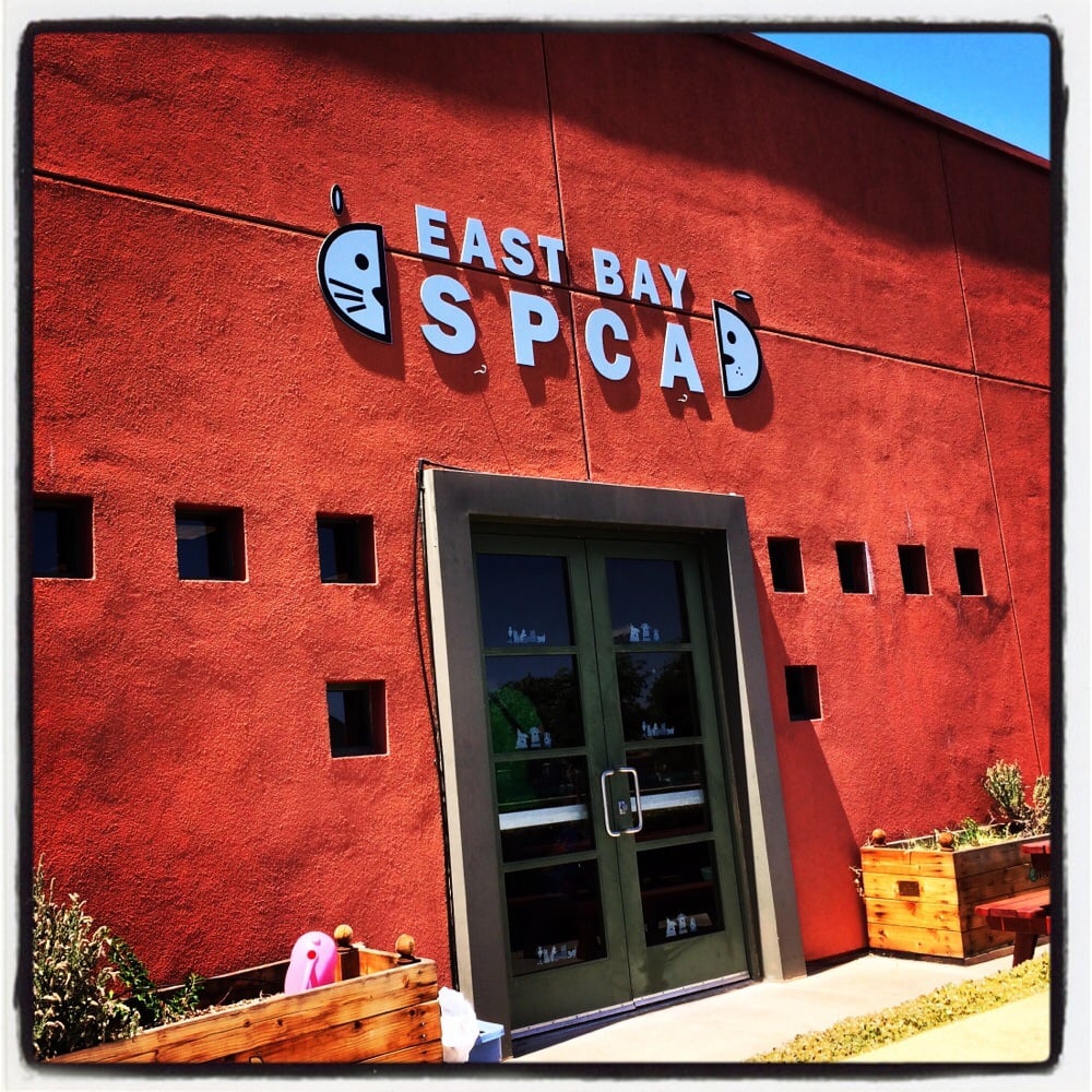 East Bay SPCA 71 Photos & 83 Reviews Animal Shelters 4651 Gleason
