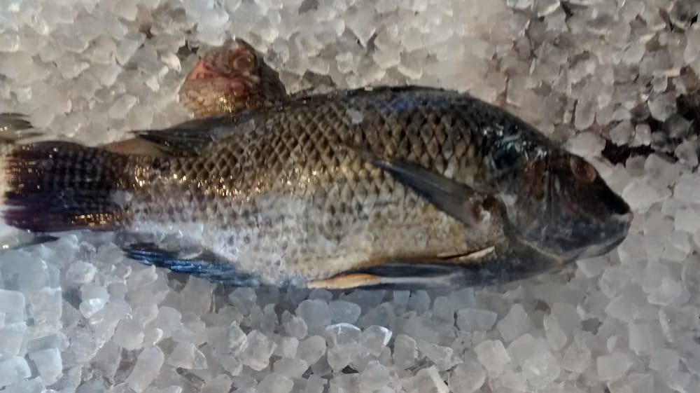 Capital Seafood Market 26 Photos & 19 Reviews Seafood Markets 1304 University Dr, Durham