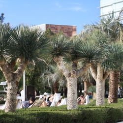 Trees And Palms Get Quote 19 Photos Landscaping Austin Tx Photo Of Trees And Palms Austin Tx United States Yucca