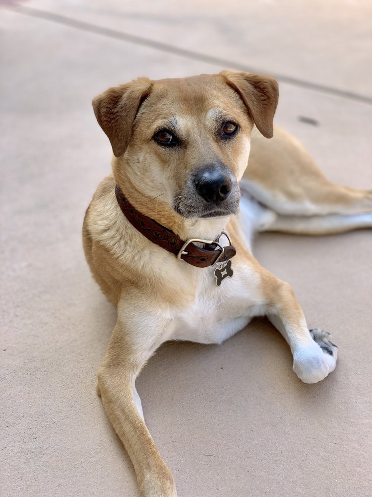 See Spot Sit