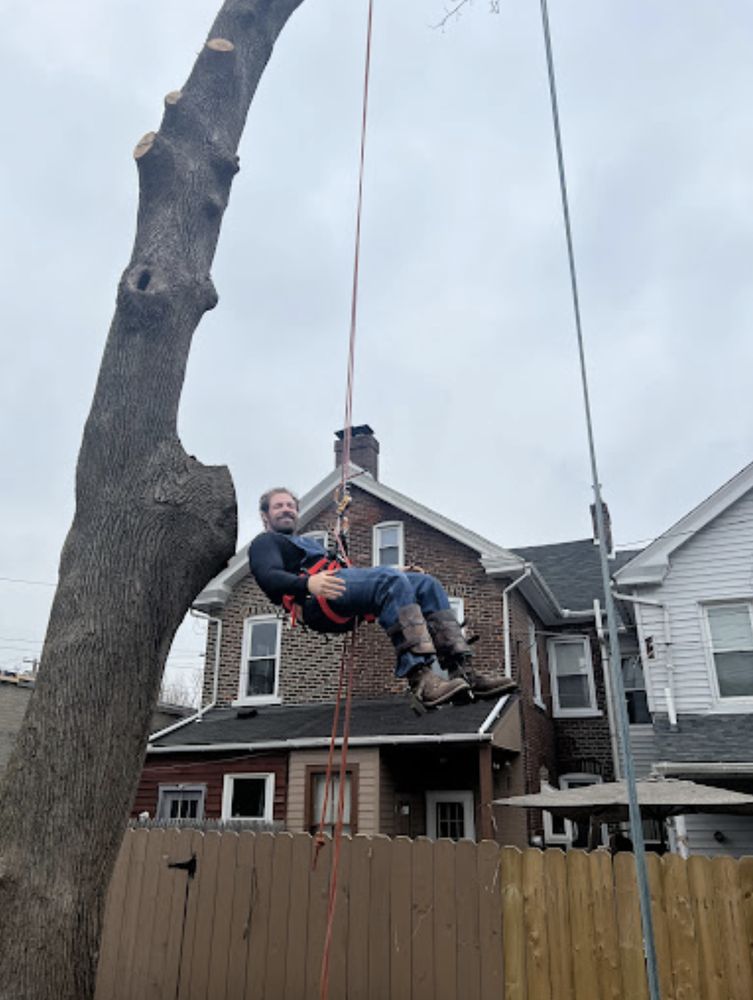 Adam's Tree