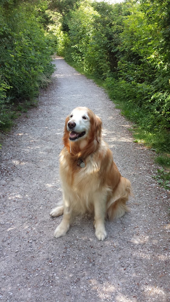 Fairhaven Dog Park 11 Photos Dog Parks 1717 4th St, Bellingham