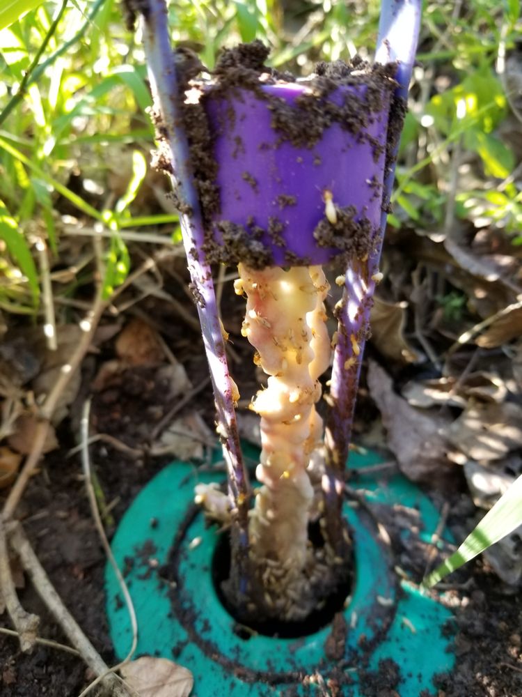 Preventive Pest Control