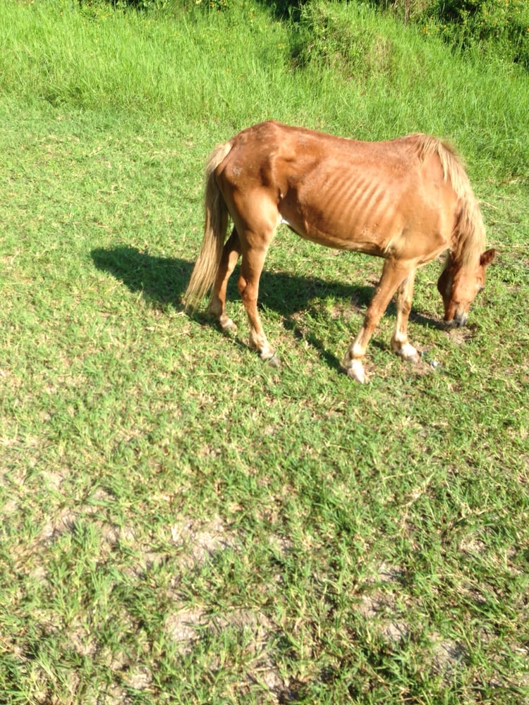 Turkey Creek Stables 10 Reviews Horseback Riding 5534 Turkey