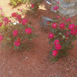 Wilson S Nursery Garden Center Nurseries Gardening 921 W Photo Of Wilson S Nursery Garden Center Rock Hill Sc United States