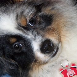 australian shepherd puppies los angeles city slickers ranch toy and mini australian shepherd breeder australian shepherd puppies los angeles city slickers ranch toy and mini australian shepherd breeder
