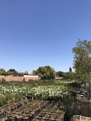 Macias Nursery 15594 Bledsoe St Sylmar Ca Nurseries Mapquest