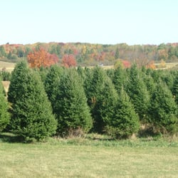 L M Tree Farm Christmas Trees 1290 E Chicago Ave Naperville Photo Of L M Tree Farm Naperville Il United States