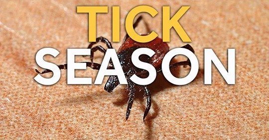 Budget Pest Control