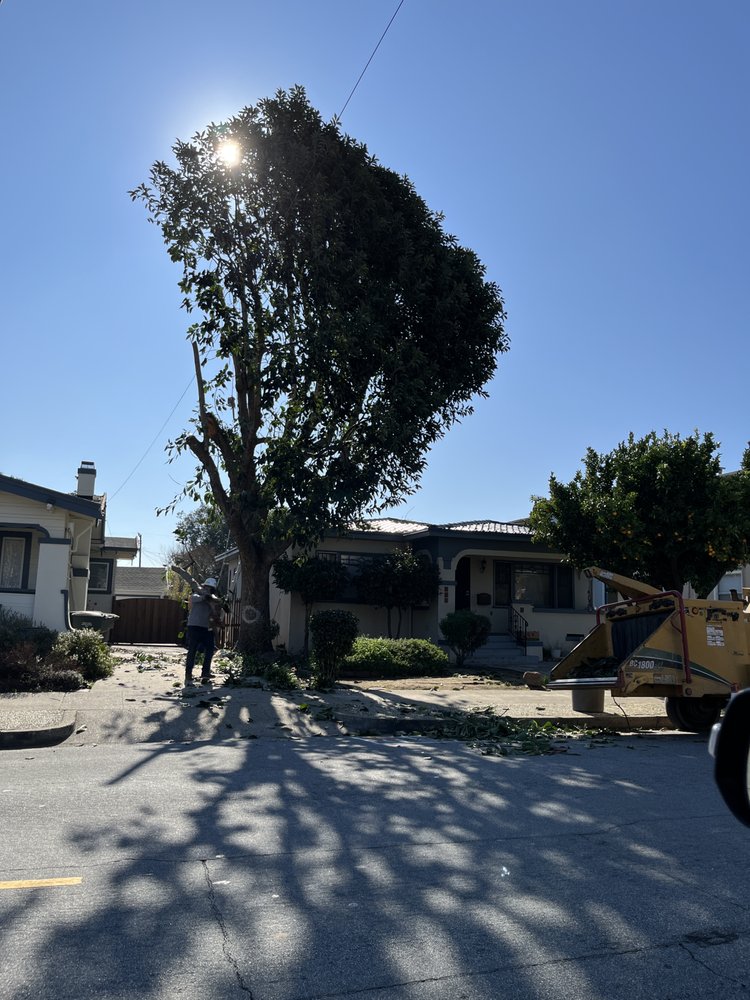AAA Tree Service Inc