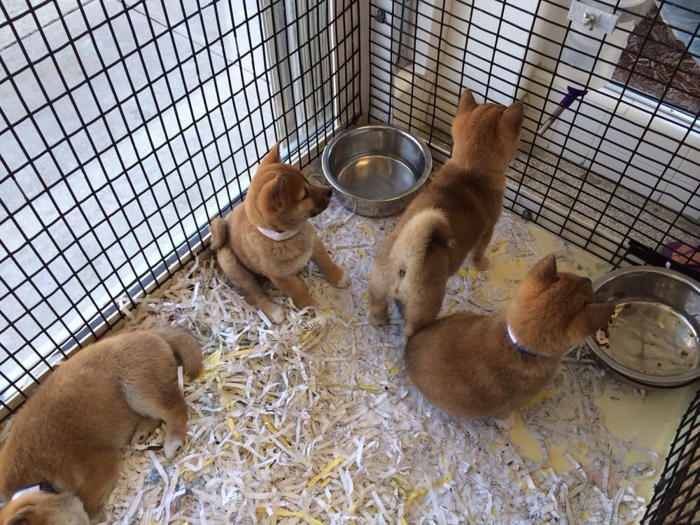 just puppies orlando just puppies 27 photos 25 reviews pet stores 1922 e colonial dr mills50 just puppies orlando just puppies 27 photos 25 reviews pet stores 1922 e colonial dr mills50