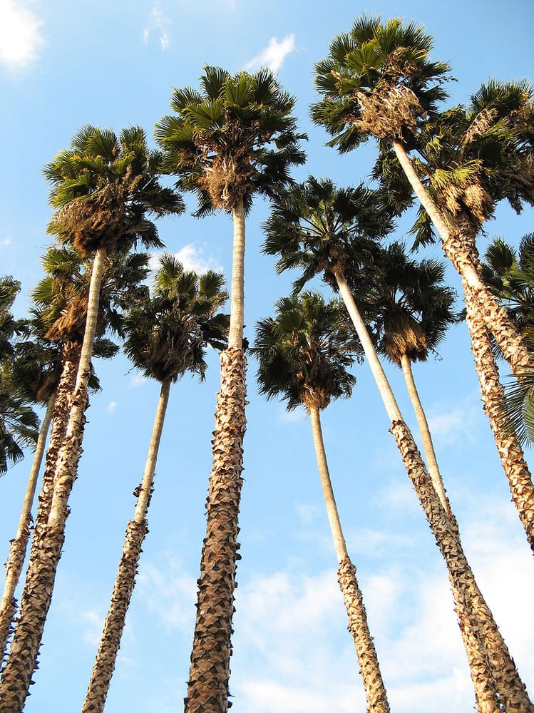 washingtonia robusta palm trees san diego los angeles houston las