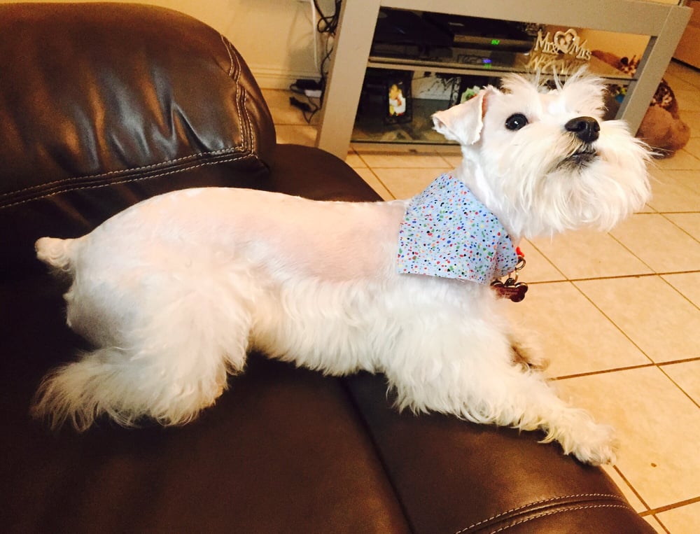Rgv Doggie Express Spa Mcallen Tx Rgv Doggie Express Spa Mcallen Tx