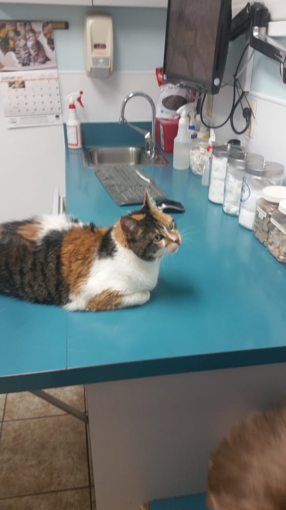 Hwy 55 Near Me >> Arnold Veterinary Hospital - Veterinarians - 1414 Ritchie Hwy, Arnold, MD - Phone Number - Yelp Hwy 55 Near Me >> Arnold Veterinary Hospital - Veterinarians - 1414 Ritchie Hwy, Arnold, MD - Phone Number - Yelp
