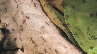 EcoCare Pest Control