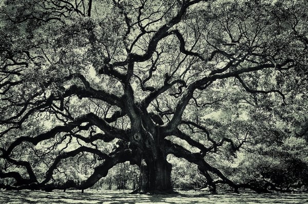 Angel Oak Johns Island Directions Angel Oak Johns Island Directions