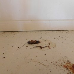 photo of palm gardens apartments fullerton ca united states roaches thrive throughout - Palm Garden Apartments photo of palm gardens apartments fullerton ca united states roaches thrive throughout - Palm Garden Apartments