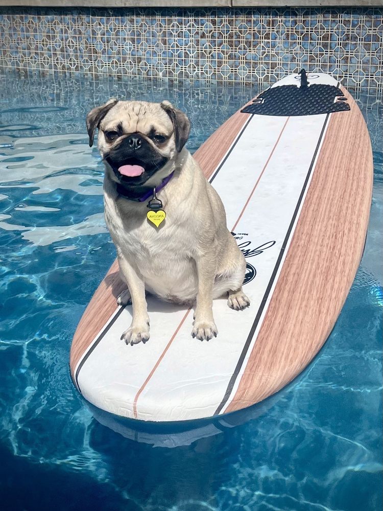 The Pool Supply Store