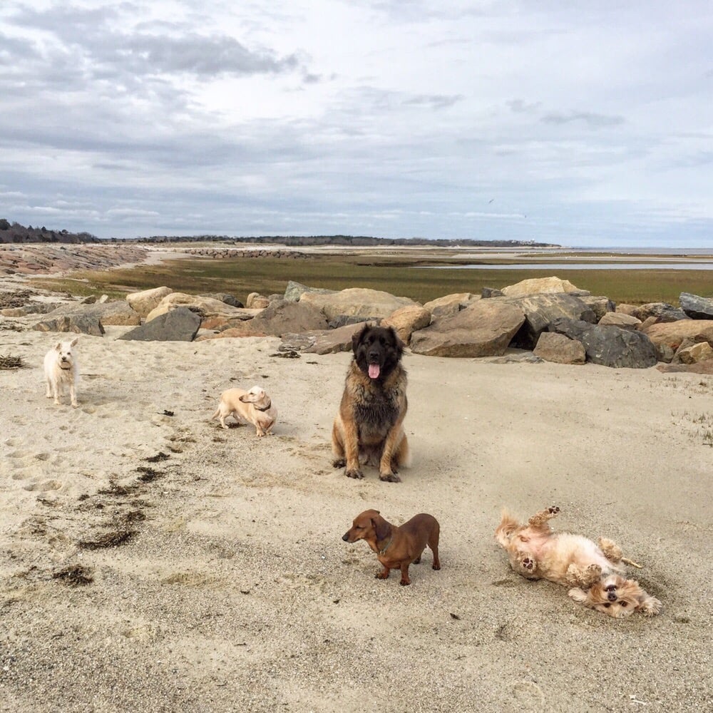 Cape Cod Dog Squad 13 Photos Pet Sitting Harwich, MA Phone