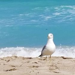 Village Of Bal Harbour Beach 49 Photos Beaches 655 96th St Photo Of Village Bal Harbour Beach Fl United States