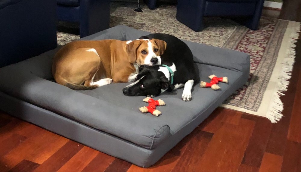 Friends of Homeless Animals
