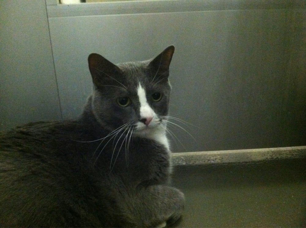 Animal Haven 27 Photos & 88 Reviews Animal Shelters 200 Centre St