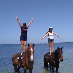 Cypress Breeze Beach Horseback Rides 13 Photos Riding Photo Of Cypress Breeze Beach Horseback Rides Saint Petersburg Fl United States