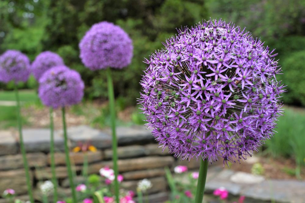 Sarah P Duke Gardens
