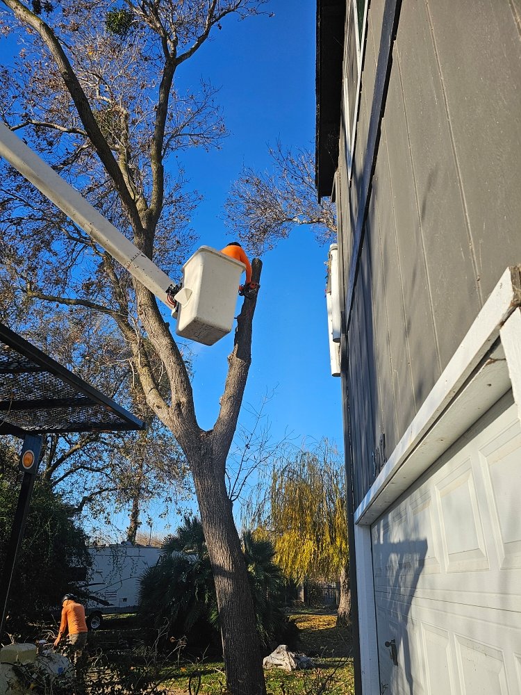 Prodigy Works Tree Service