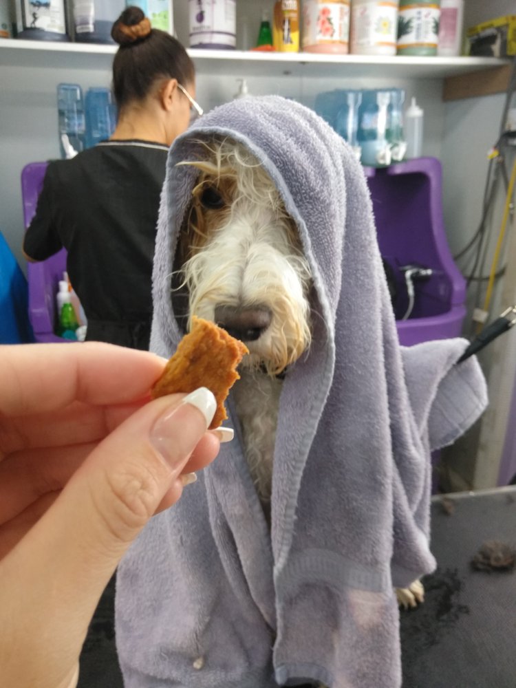 Jackie’s Pet Grooming 18 Photos & 23 Reviews Pet Groomers 8470