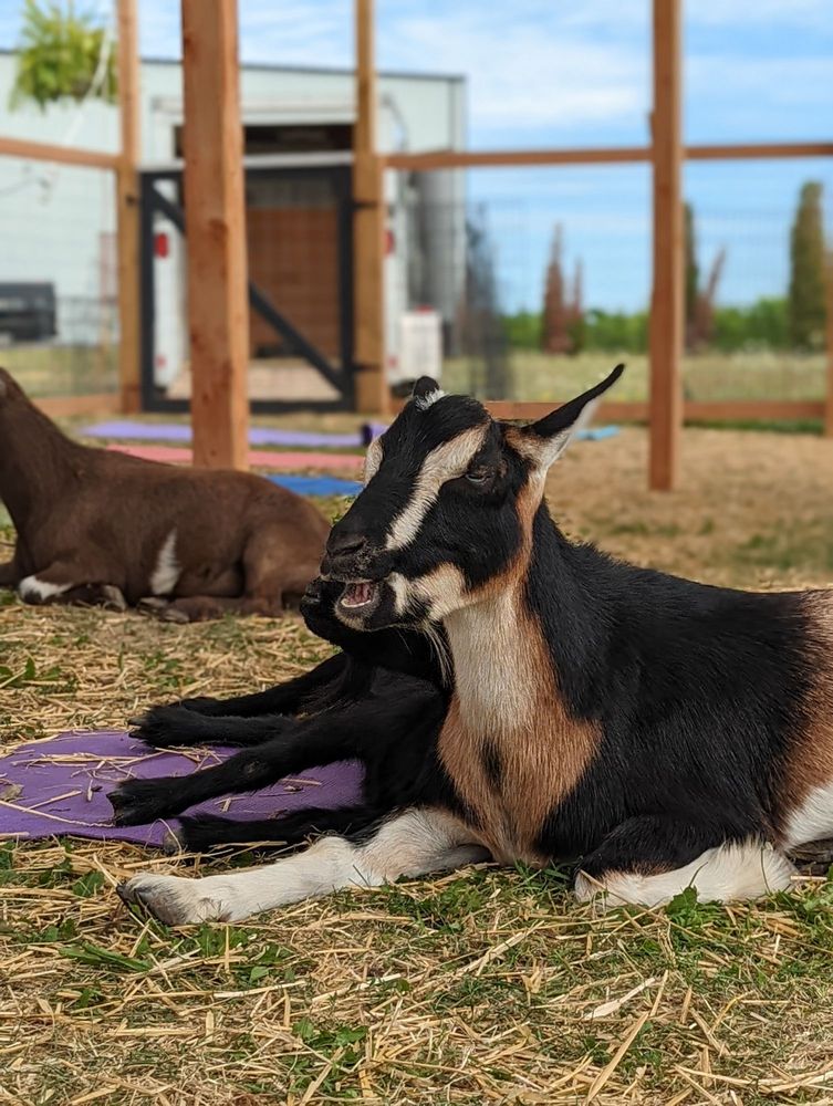 Fox Den Goat Yoga