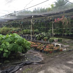 Santa Barbara Nursery Nurseries Gardening 20425 Sw 177th Ave Photo Of Santa Barbara Nursery Miami Fl United States Awesome Place