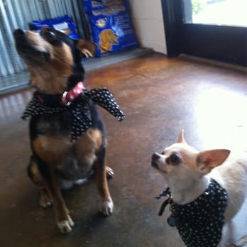 the dog spot east nashville the dog spot east nashville