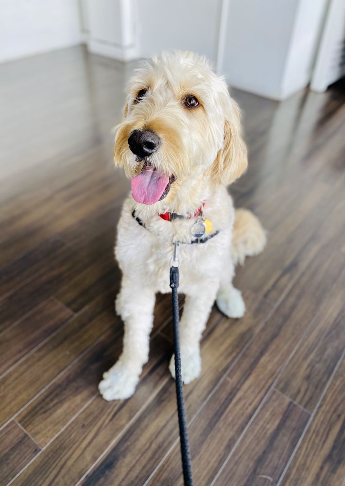 Third Stewart Animal Wellness
