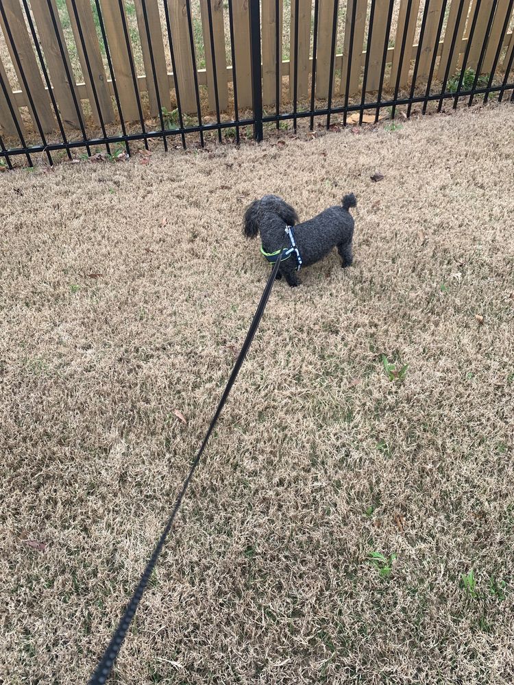 Purrrfect Pooch Mobile grooming