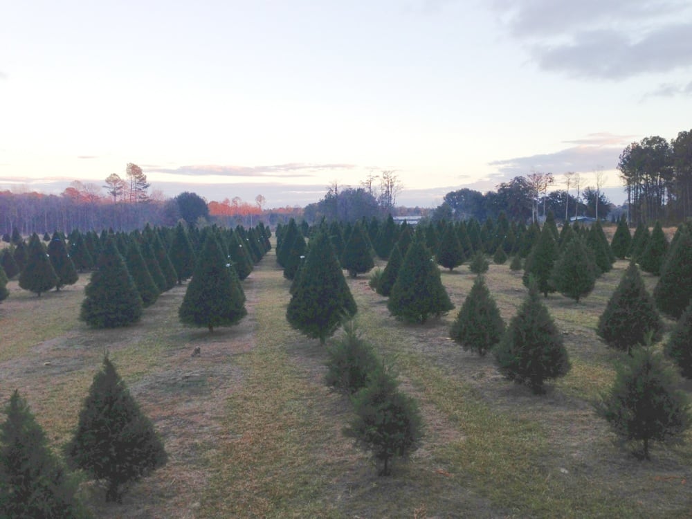 photos for brewer christmas tree farm yelp photos for brewer christmas tree farm yelp